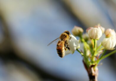 Video | The hidden beauty of pollination