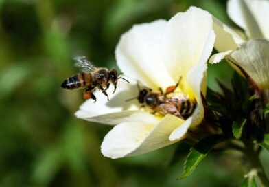Video | The case of the vanishing honeybees